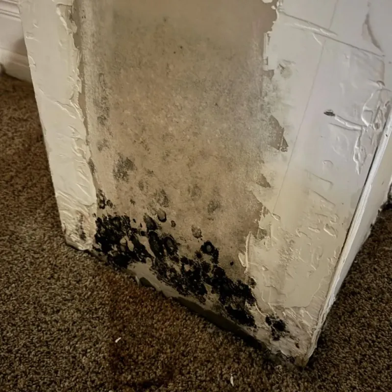 Professional Mold Removal in Benton County, MO